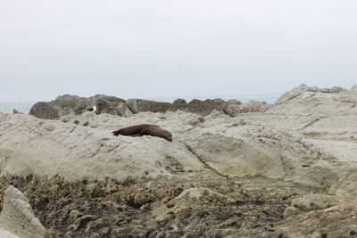 View of an animal on rock