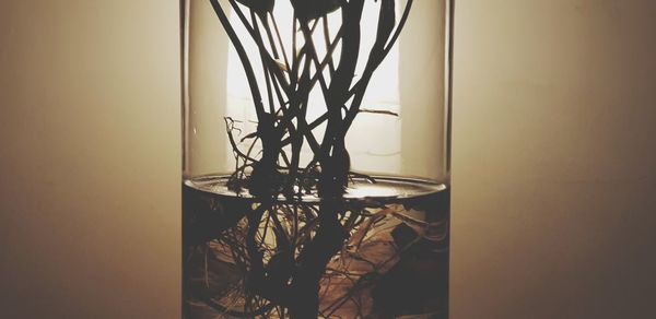 Close-up of illuminated plant at home