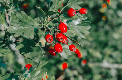 Close-up of red berries growing on tree