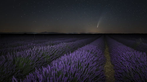 Neowise comet over lavander fields