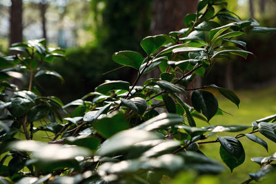 Close-up of fresh green leaves