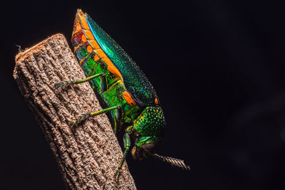 Close-up of caterpillar on leaf against black background