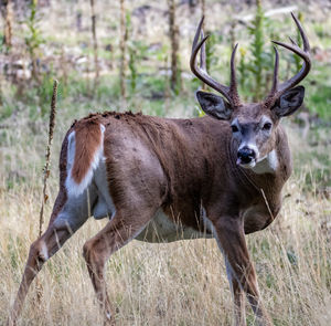 Whitetail deer, buck