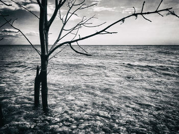 Bare tree by sea against sky