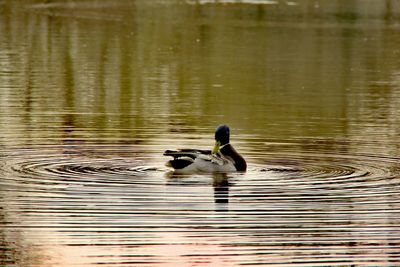 Ducks swimming in lake
