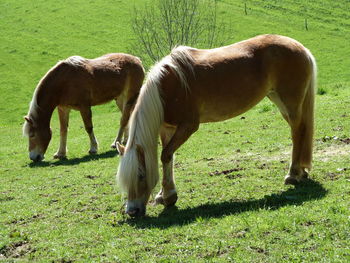 Horse grazing on field