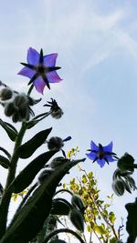 Low angle view of blue flowers blooming against sky