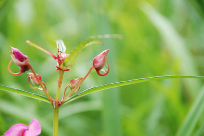 Close-up of pink flower buds