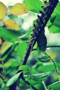 Close-up of insect on leaf