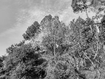 Low angle view of trees against sky