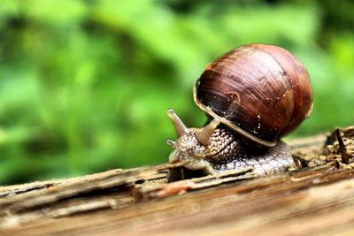 Close-up of snail on wood