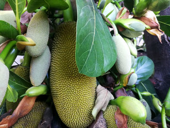 Close-up of fruits growing on plant