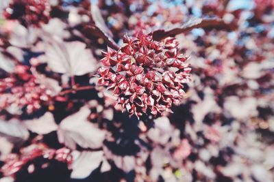 Close-up of cherry blossoms on tree