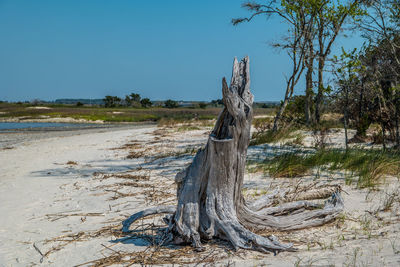 Driftwood on beach against sky