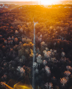 Trees in forest against sky at sunset