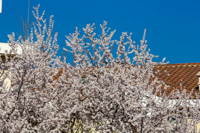 Low angle view of cherry blossoms by house against clear blue sky