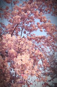 Low angle view of flowering tree against sky