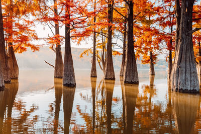 Scenic view of lake