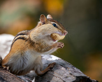 Close-up of squirrel