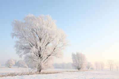 Bare trees on snow covered field against sky