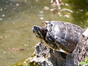 Close-up of a turtle in the lake