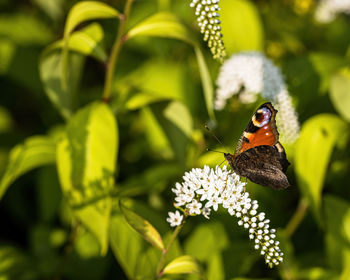 Close-up of butterfly pollinating on flower