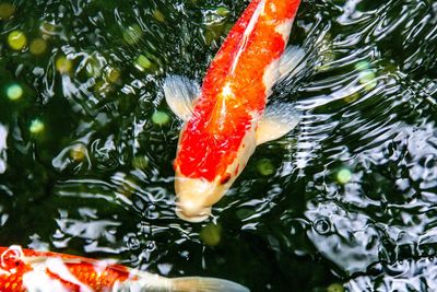 High angle view of koi carps swimming in lake