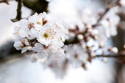 Close-up of cherry blossom