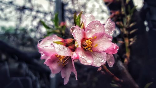 Close-up of flower blooming outdoors