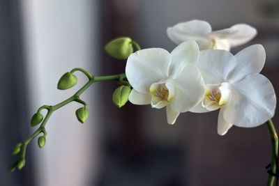 Close-up of white flowers