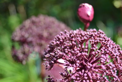 Close-up of pink flowering plant