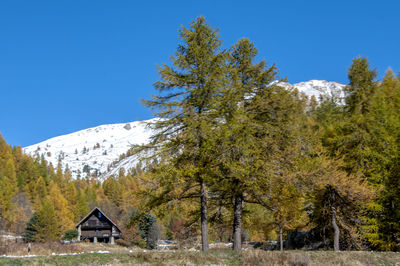 Trees on field against clear blue sky