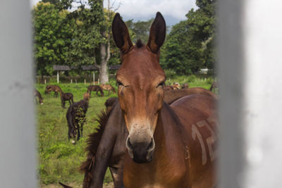 Portrait of horse standing on field against sky
