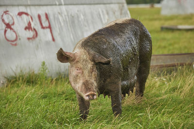 Close-up of pig on grassy field