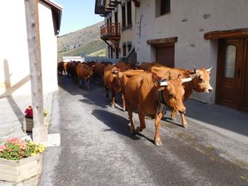 Cows in front of built structure