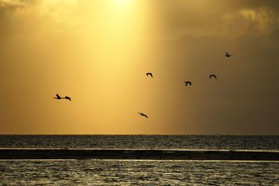 Silhouette birds flying over sea against sky during sunset