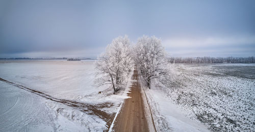 Oak trees alley  frost. winter rural dirt road. overcast dramatic sky. snow covered field landscape