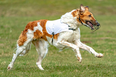 Dog running on field