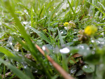 Close-up of grass growing on field