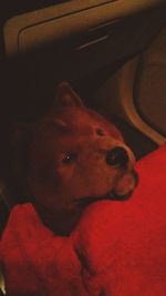 Close-up of dog lying on sofa