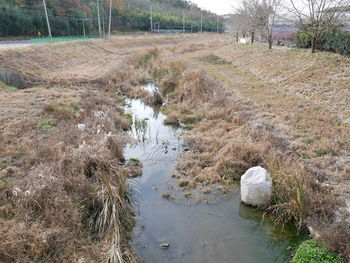 Trees and grass in water