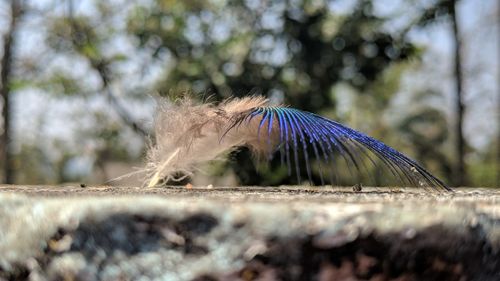 Close-up of peacock feather