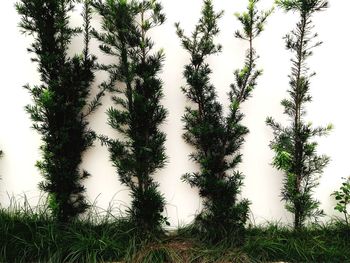 Close-up of trees in forest against sky