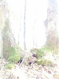 Plants and trees in forest