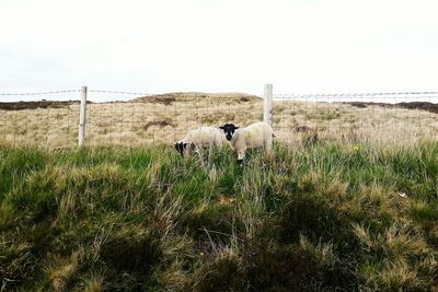 Plants growing on grassy field