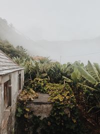 Plants and houses against sky