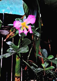 Close-up of flower blooming outdoors