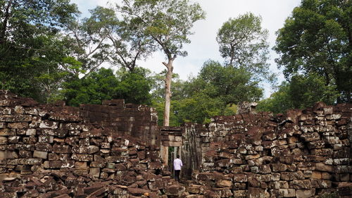 Stone wall by trees in forest against sky