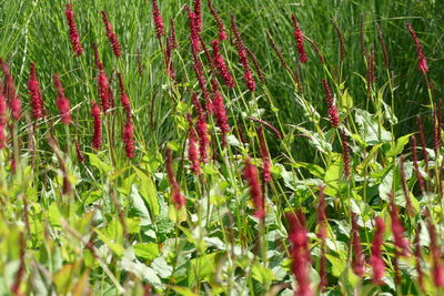 Full frame shot of plants on field