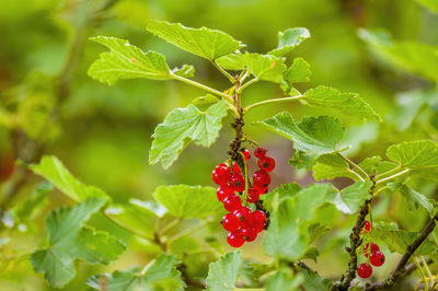 Close-up of red berries growing on plant